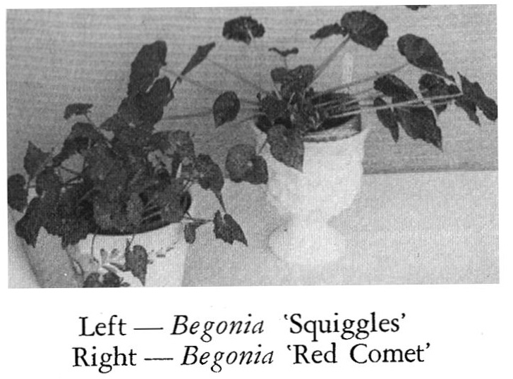 B. ‘Red Comet’